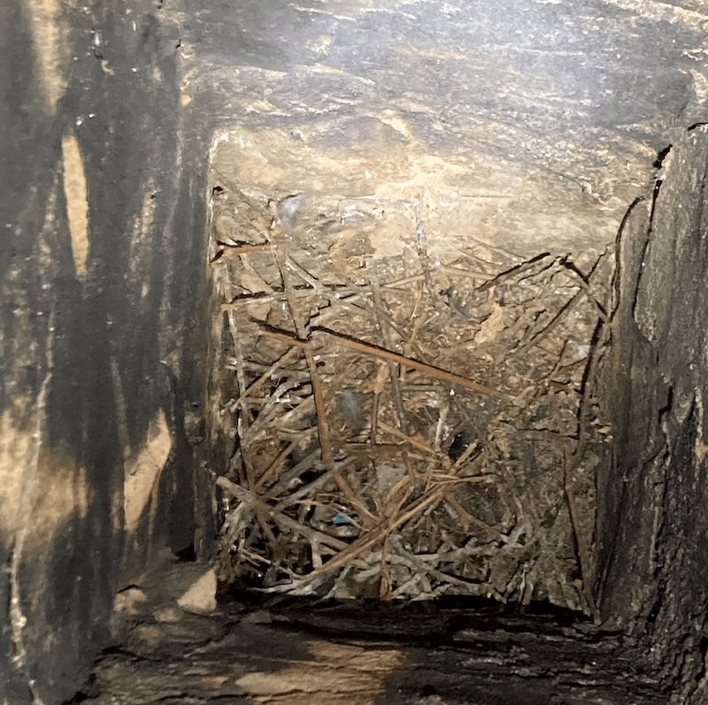 Bird nest in chimney Bird nest in chimney